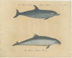 Antique Dolphin & Porpoise Lithograph by Karl Joseph Brodtmann, 1816