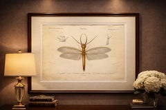 Antique Dragonfly Engraving – Corydale Cornu, French Neuropteres Print c.1800