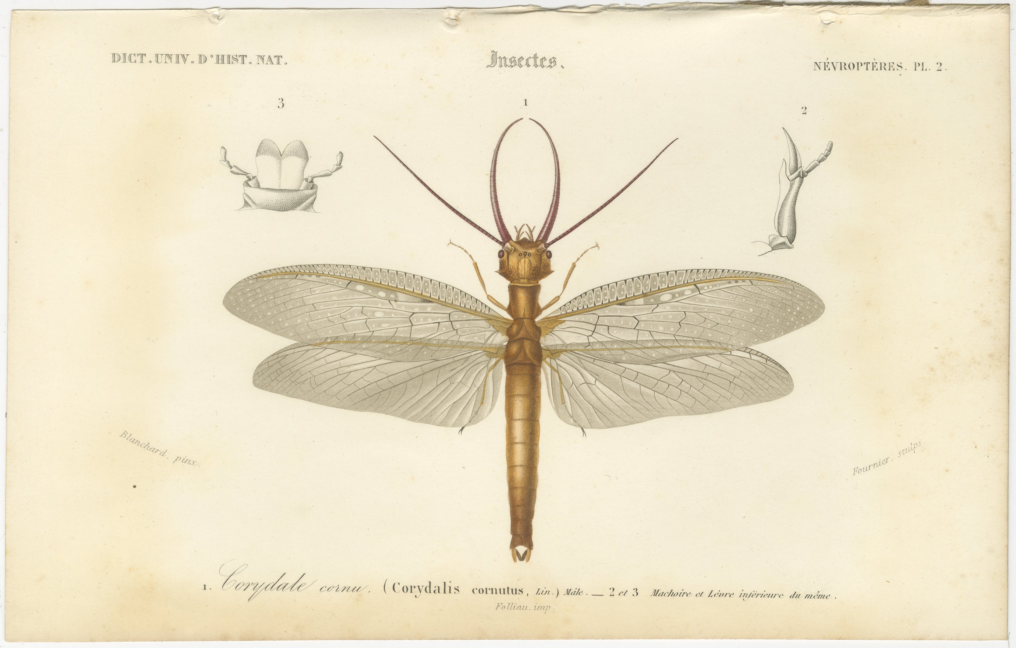 Antique Dragonfly Engraving – Corydale Cornu, French Neuropteres Print c.1800