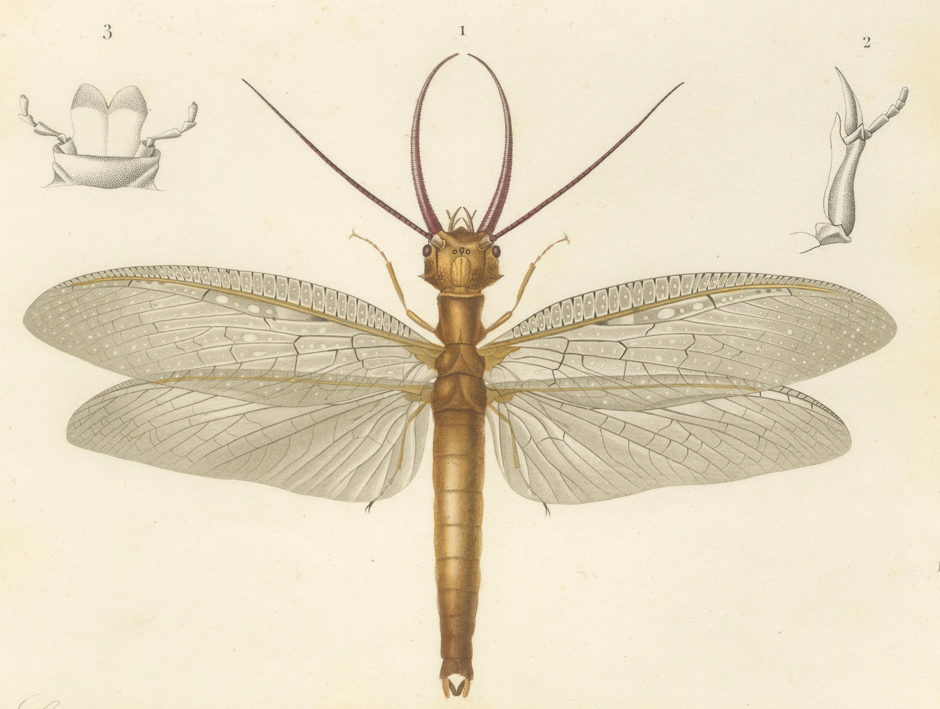 Antique Dragonfly Engraving – Corydale Cornu, French Neuropteres Print c.1800