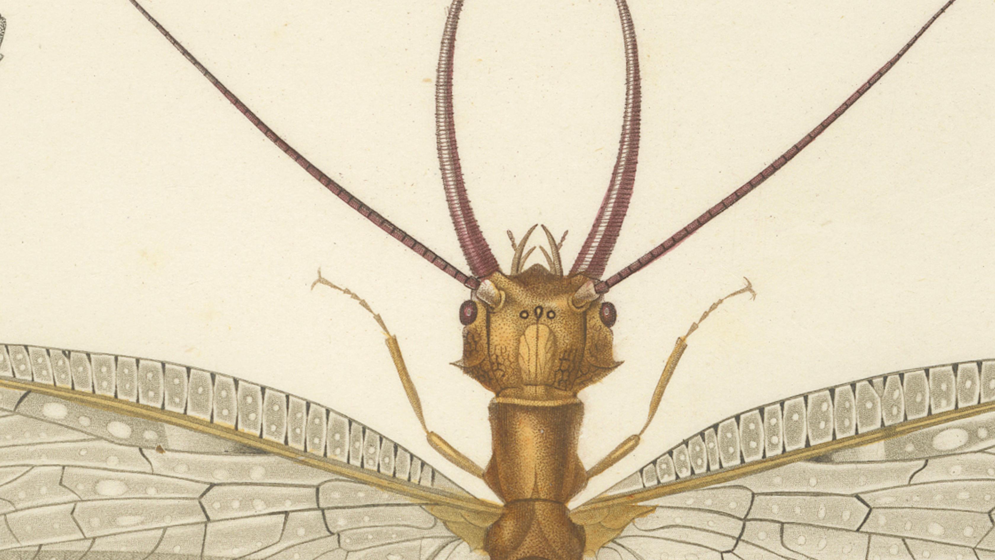 Antique Dragonfly Engraving – Corydale Cornu, French Neuropteres Print c.1800