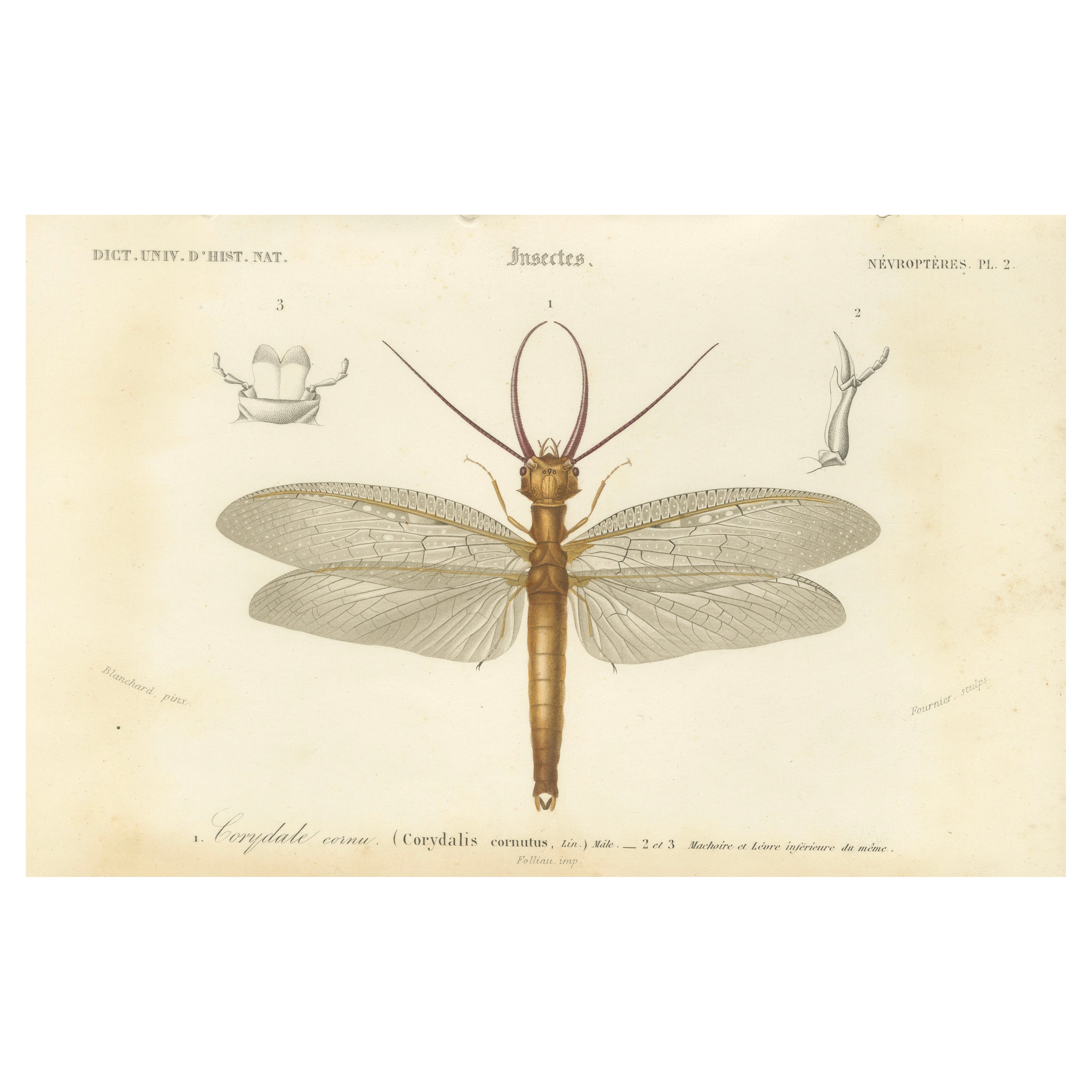 Antique Dragonfly Engraving – Corydale Cornu, French Neuropteres Print c.1800