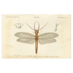 Antique Dragonfly Engraving – Corydale Cornu, French Neuropteres Print c.1800