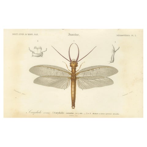 Antique Dragonfly Engraving, Corydale Cornu, French Neuropteres Print c.1800
