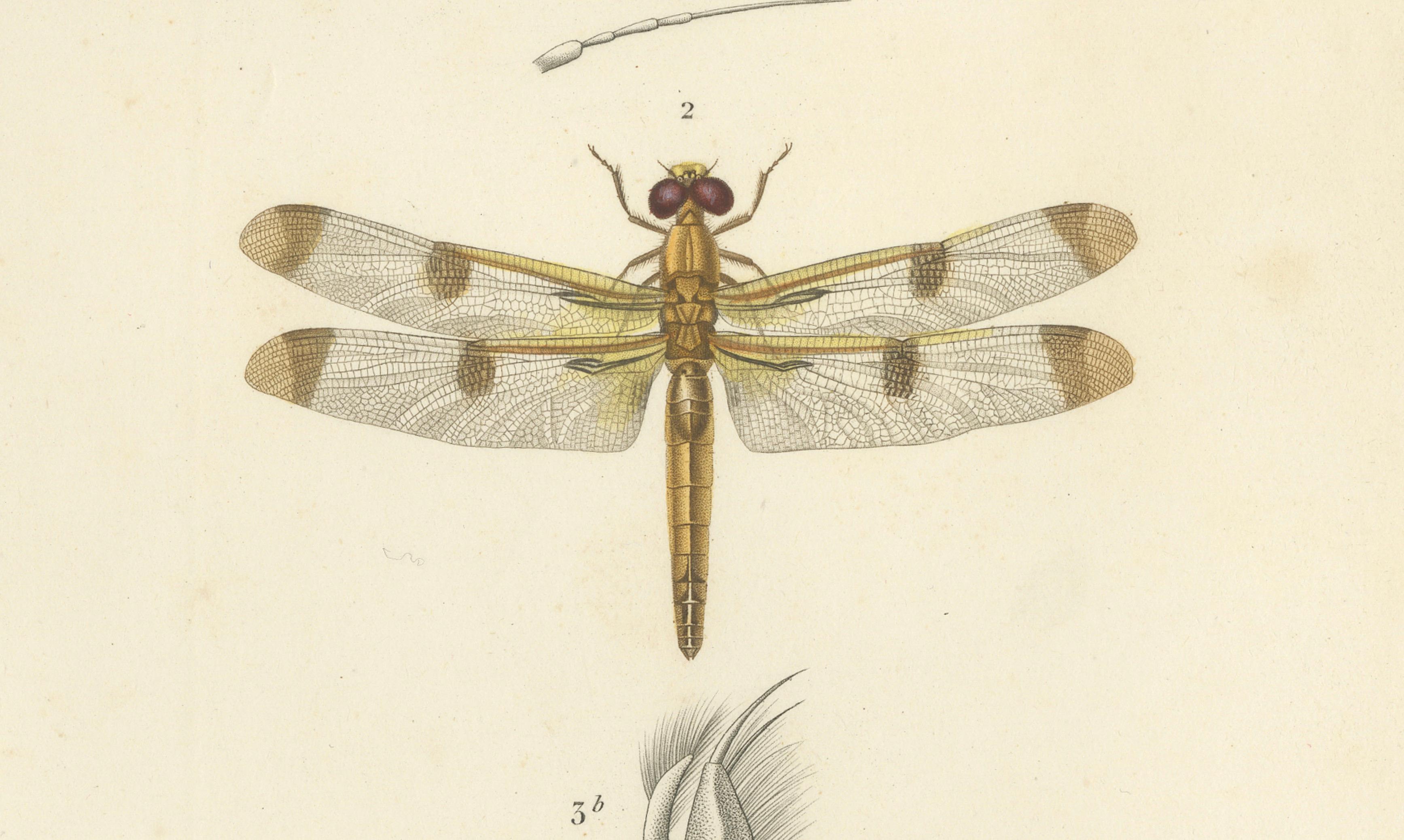 Antique Dragonfly Print – Agrion de Chine, French Natural History Engraving 1800