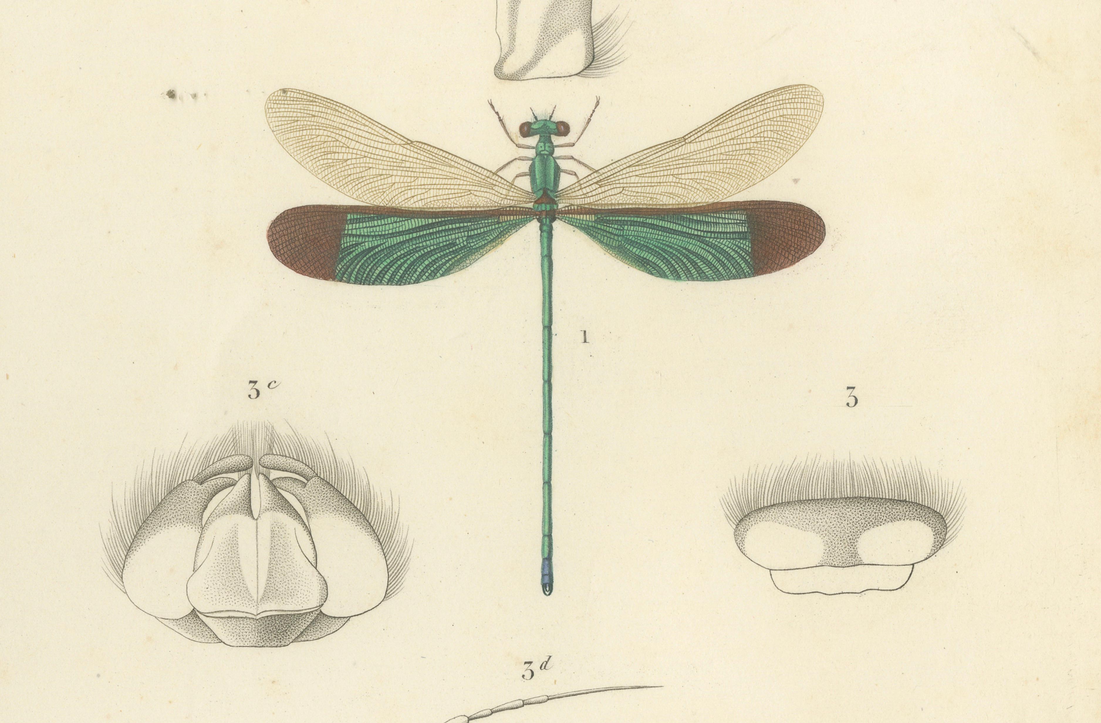 Antique Dragonfly Print – Agrion de Chine, French Natural History Engraving 1800