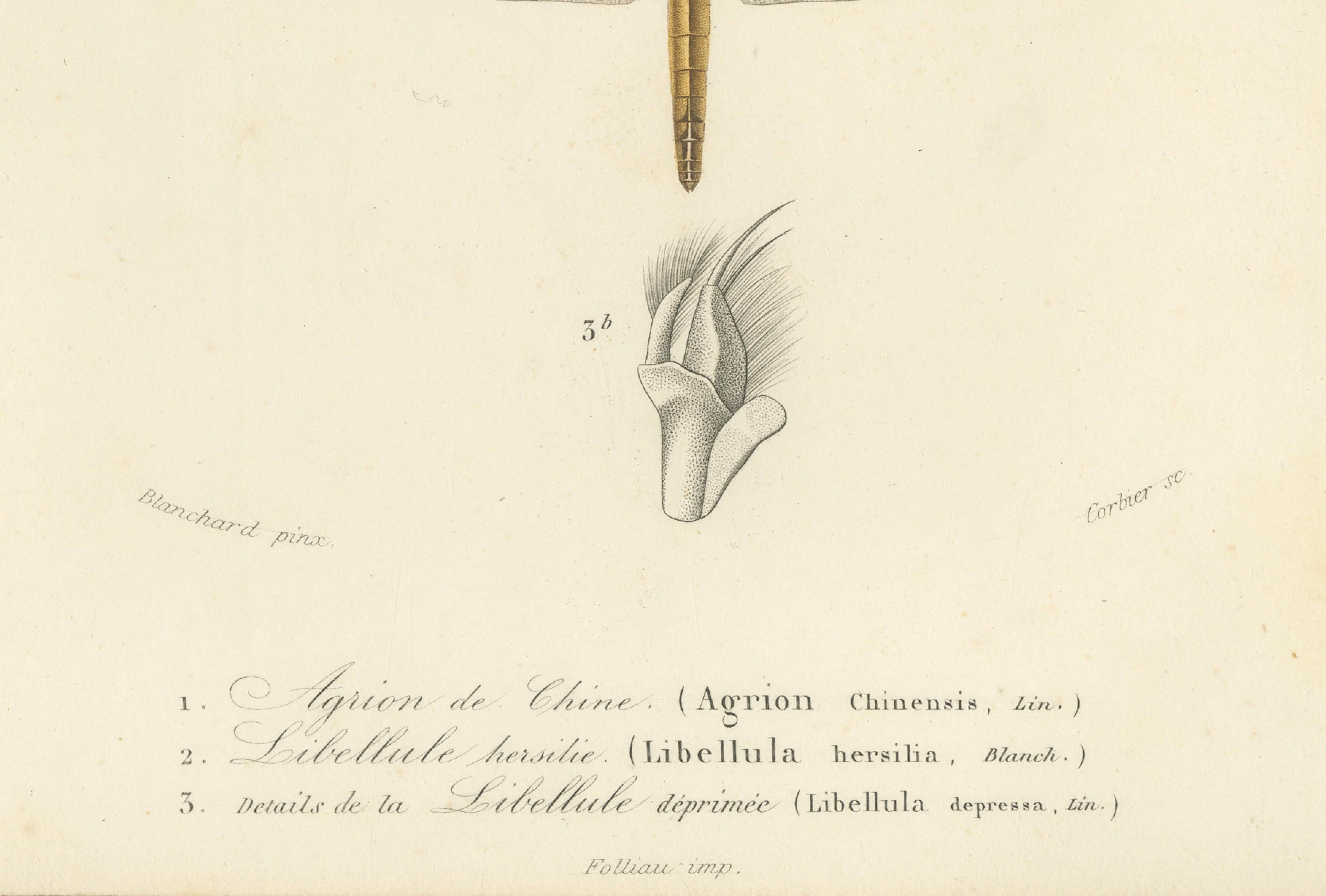 Antique Dragonfly Print – Agrion de Chine, French Natural History Engraving 1800