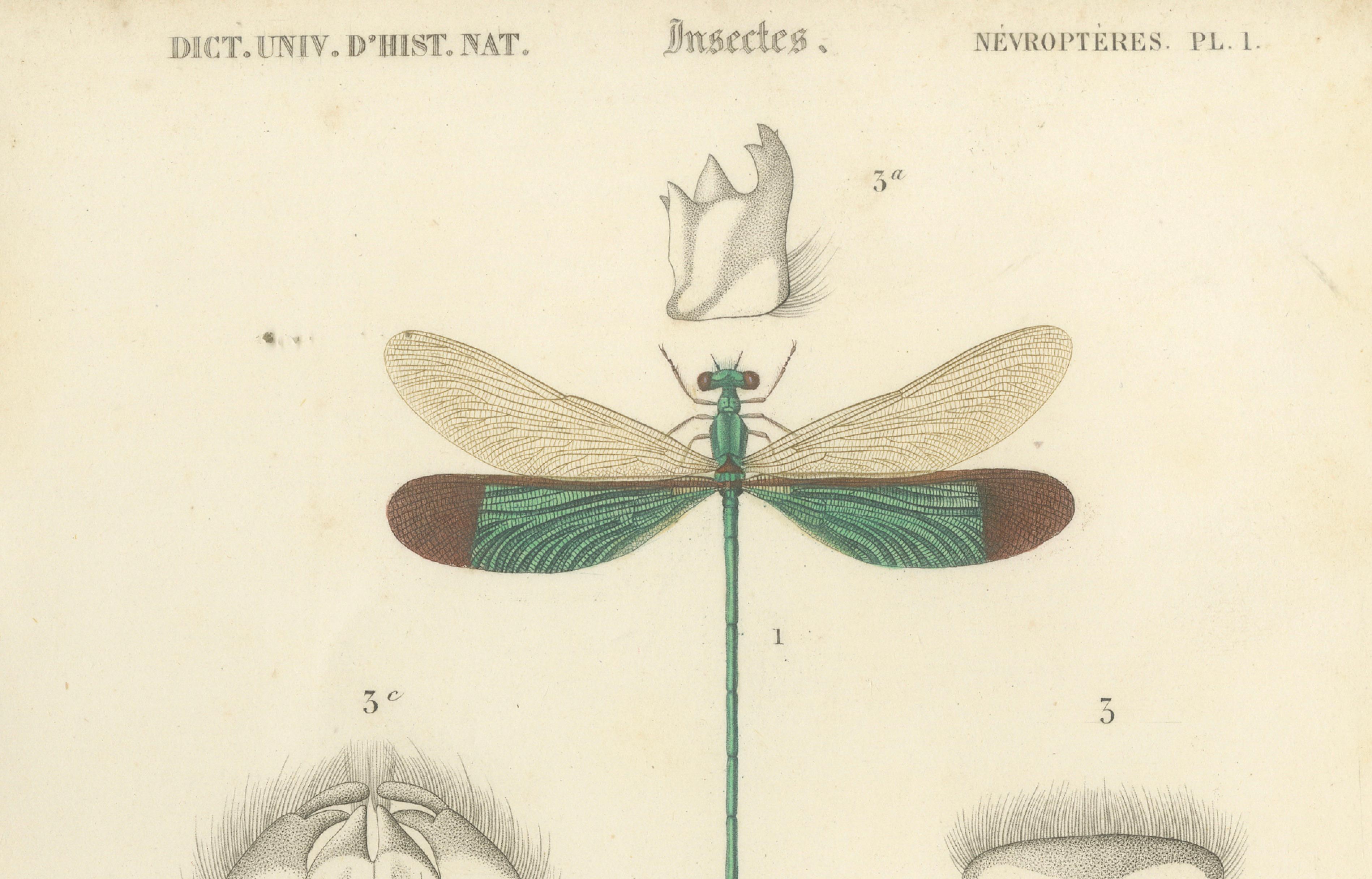 Antique Dragonfly Print – Agrion de Chine, French Natural History Engraving 1800