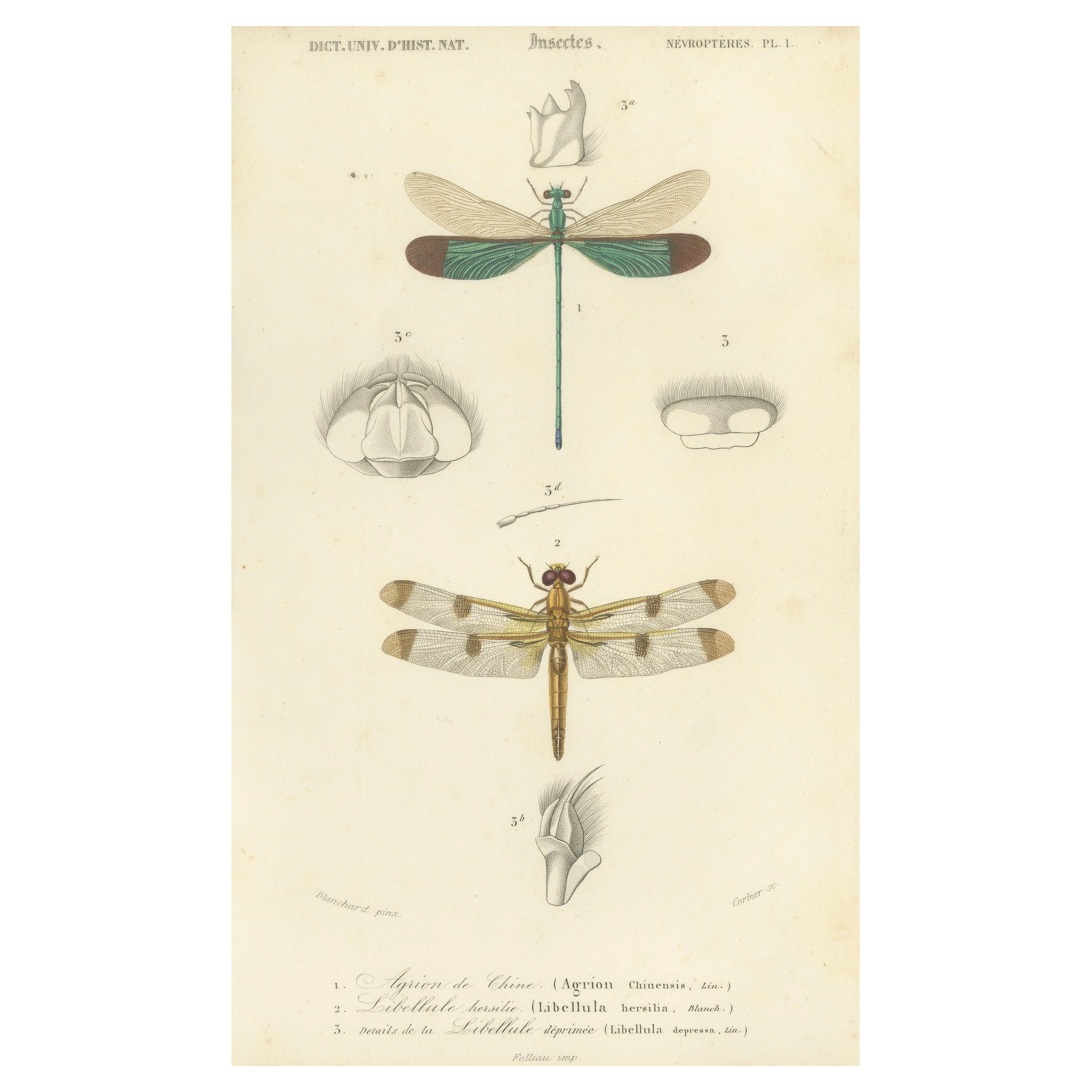 Antique Dragonfly Print – Agrion de Chine, French Natural History Engraving 1800