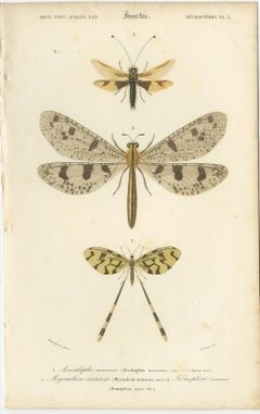 Antique Dragonfly Prints, Neuropteres Plates 3 & 6, Copper Engravings, ca.1800