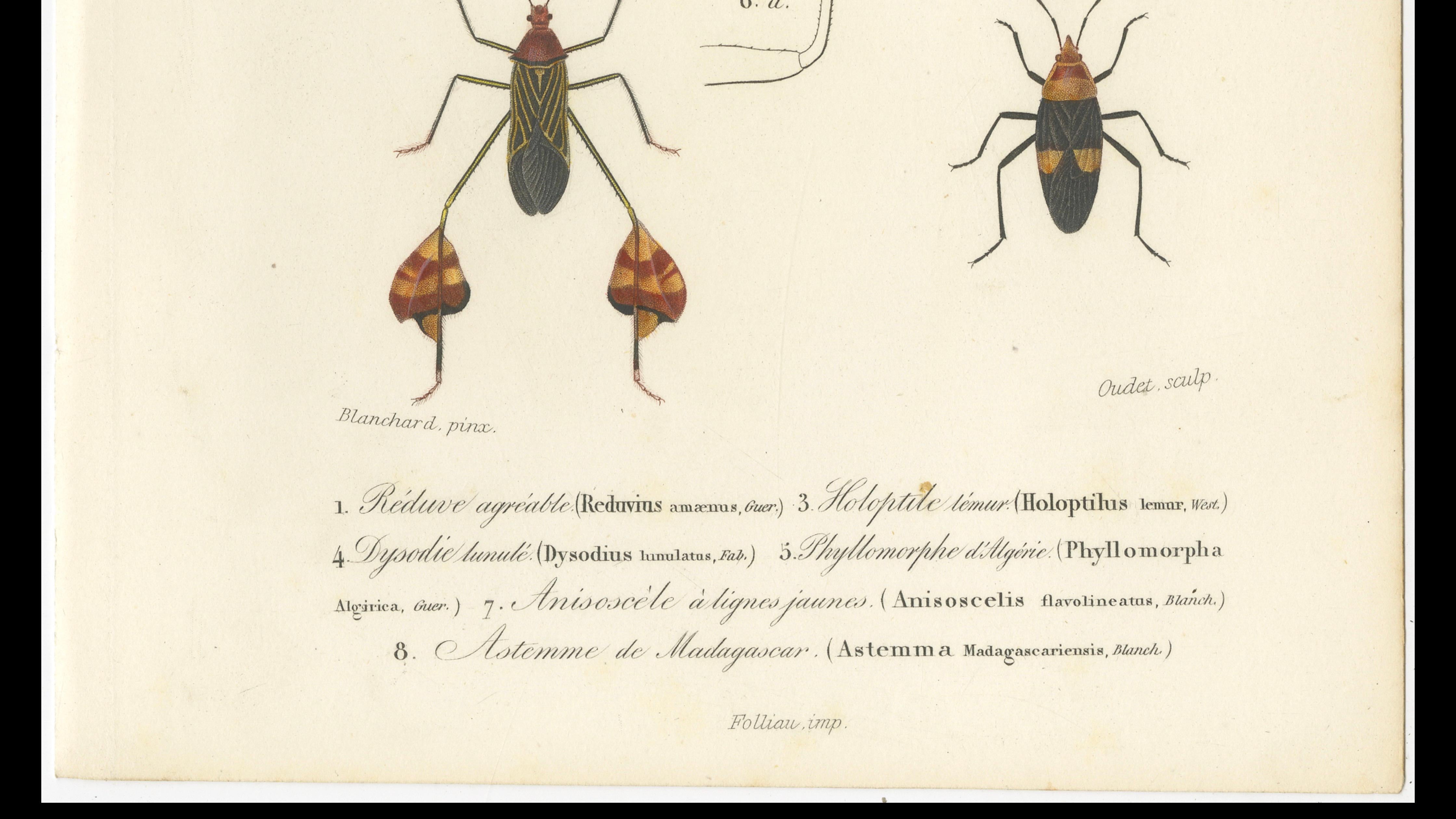 Antique Dragonfly Prints, Neuropteres Plates 3 & 6, Copper Engravings, ca.1800