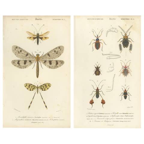 Antique Dragonfly Prints, Neuropteres Plates 3 & 6, Copper Engravings, ca.1800