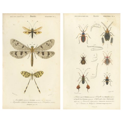 Antique Dragonfly Prints, Neuropteres Plates 3 & 6, Copper Engravings, ca.1800