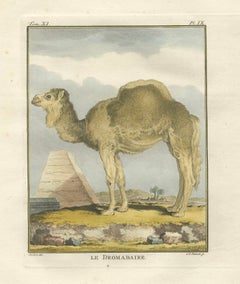 Antique Dromedary Camel Engraving, Buffon Hand-Coloured Print Amsterdam 1769
