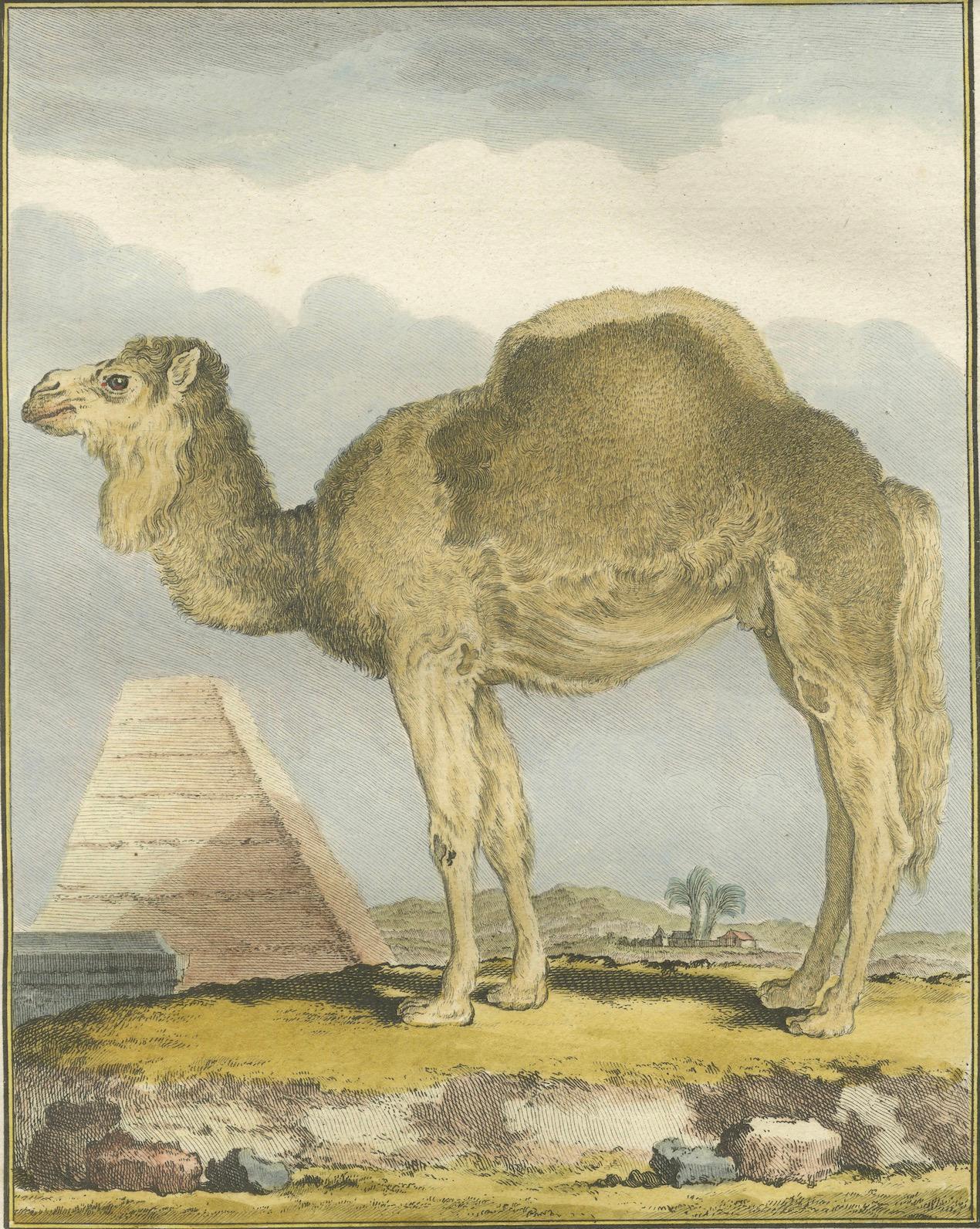 Antique Dromedary Camel Engraving, Buffon Hand-Coloured Print Amsterdam 1769