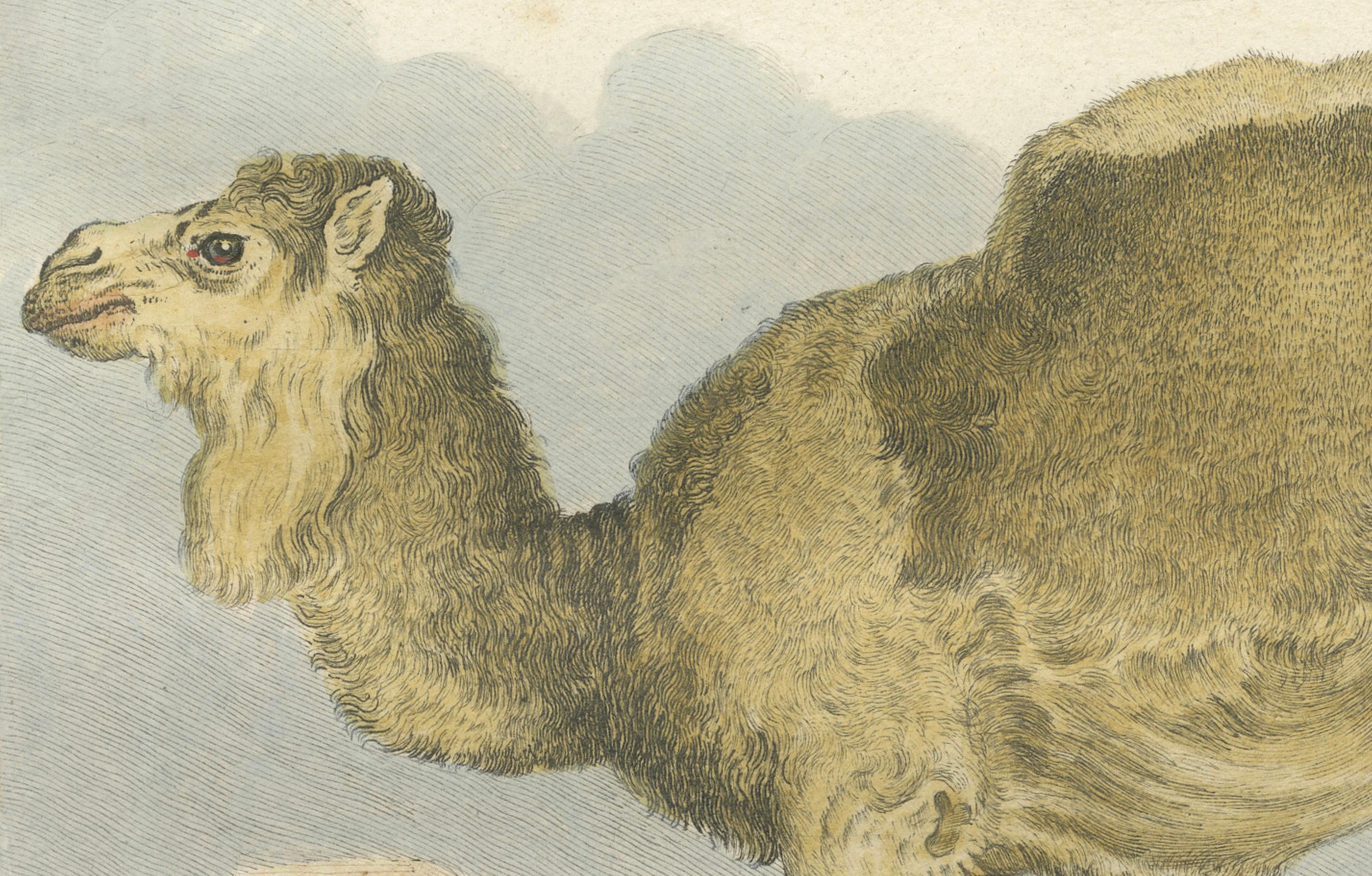 Antique Dromedary Camel Engraving, Buffon Hand-Coloured Print Amsterdam 1769