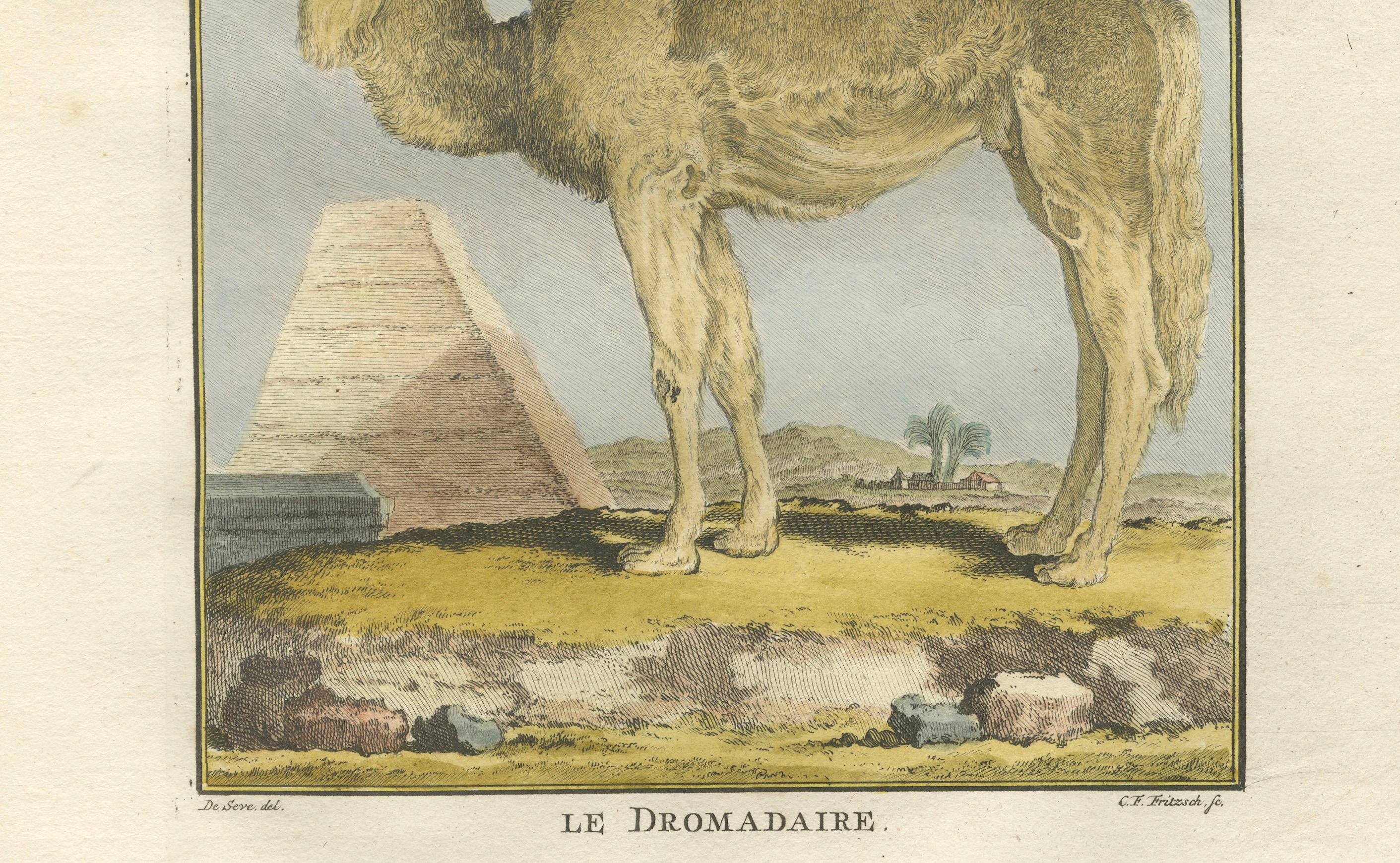 Antique Dromedary Camel Engraving, Buffon Hand-Coloured Print Amsterdam 1769