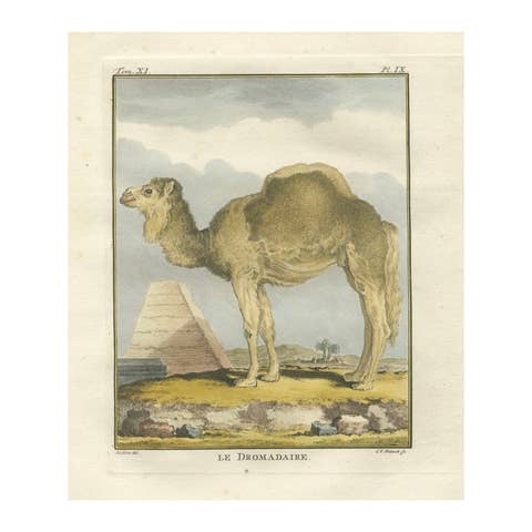 Antique Dromedary Camel Engraving, Buffon Hand-Coloured Print Amsterdam 1769