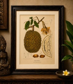 Cromolitografia botanica d’epoca raffigurante un durian, opera di Hoola van Nooten, 1880 circa