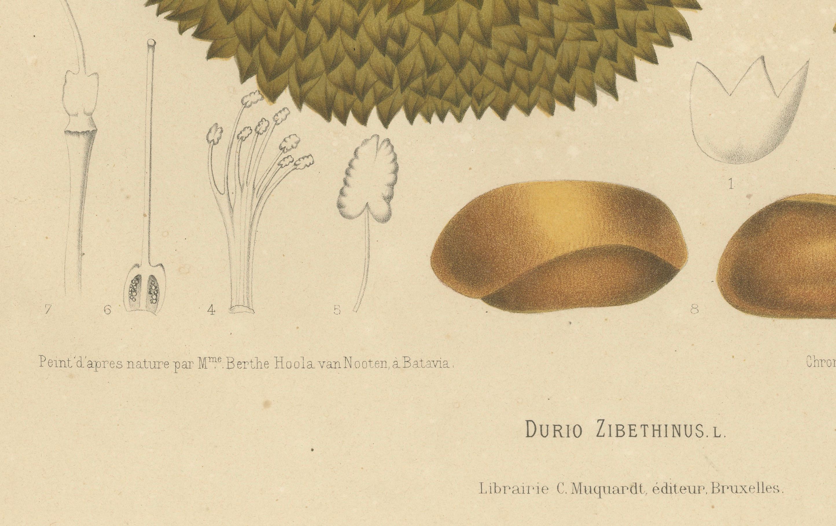 Antique Durian Botanical Chromolithograph by Hoola van Nooten, c. 1880