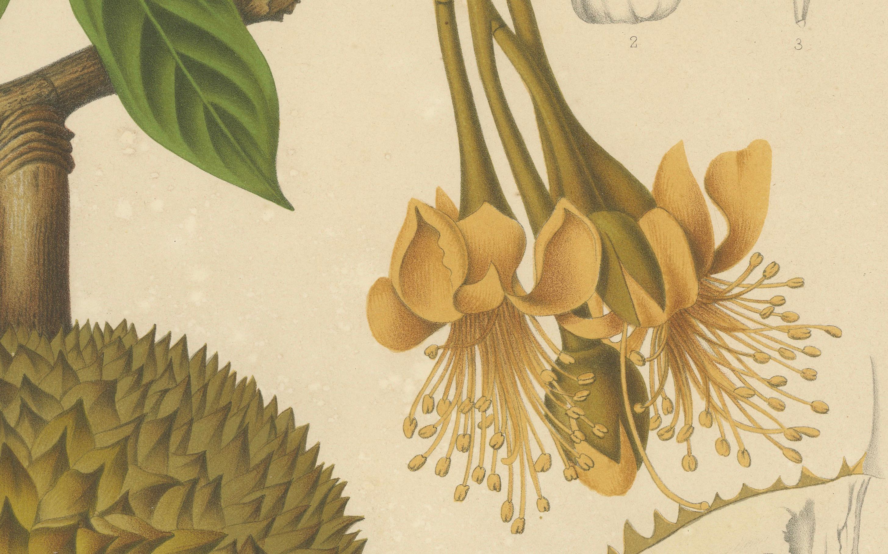 Antique Durian Botanical Chromolithograph by Hoola van Nooten, c. 1880