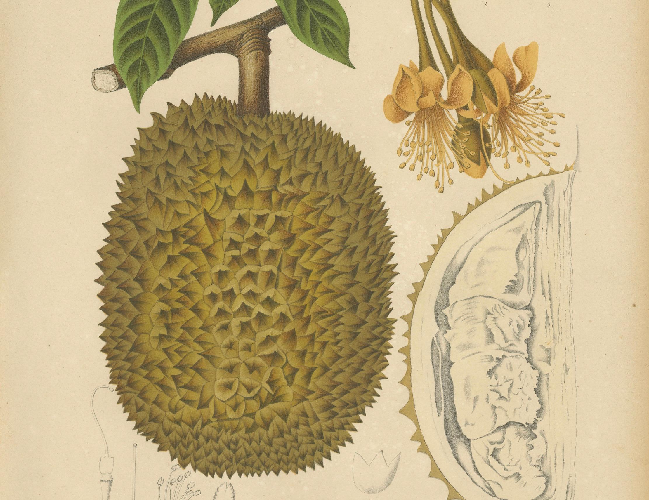 Antique Durian Botanical Chromolithograph by Hoola van Nooten, c. 1880