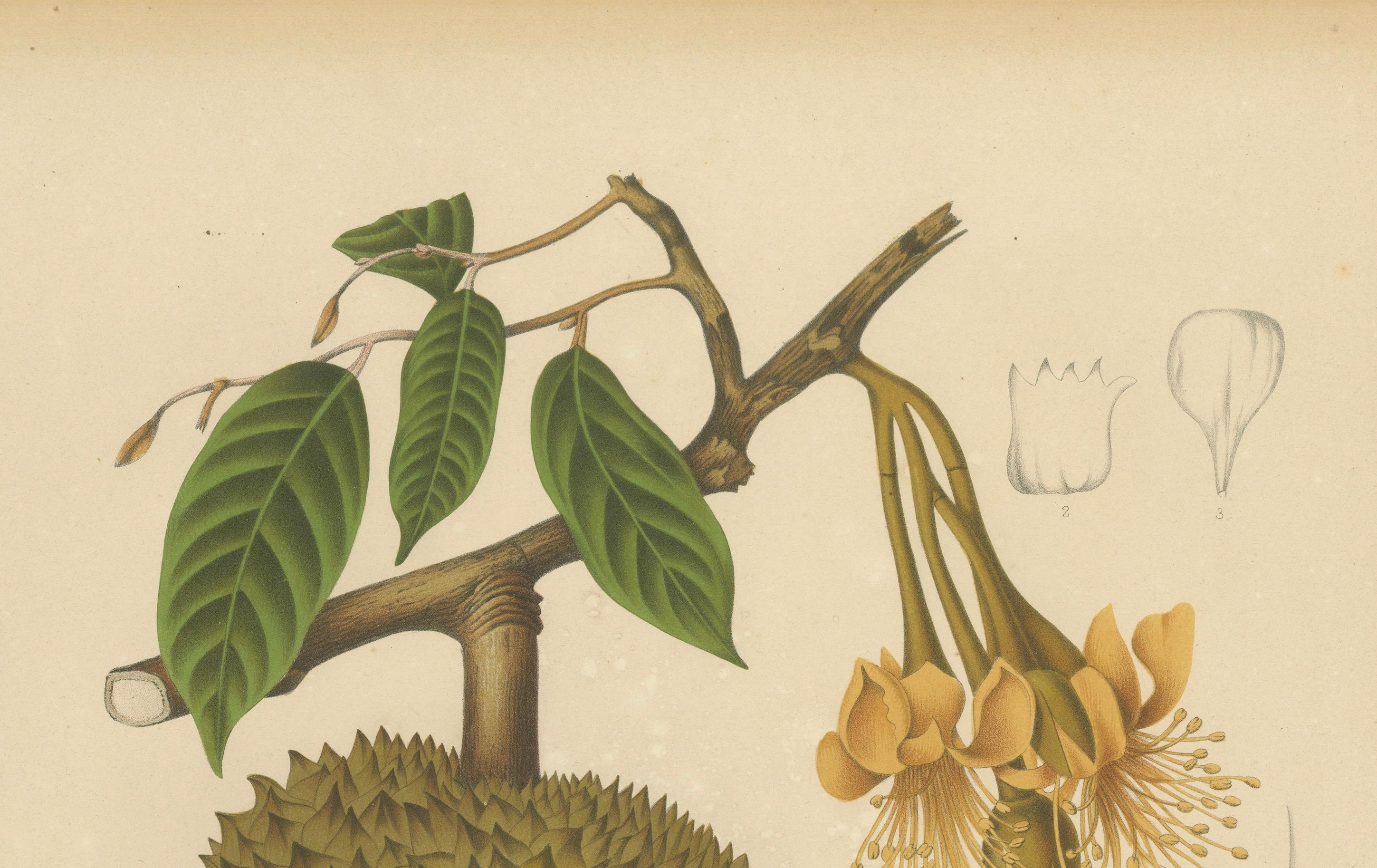 Antique Durian Botanical Chromolithograph by Hoola van Nooten, c. 1880