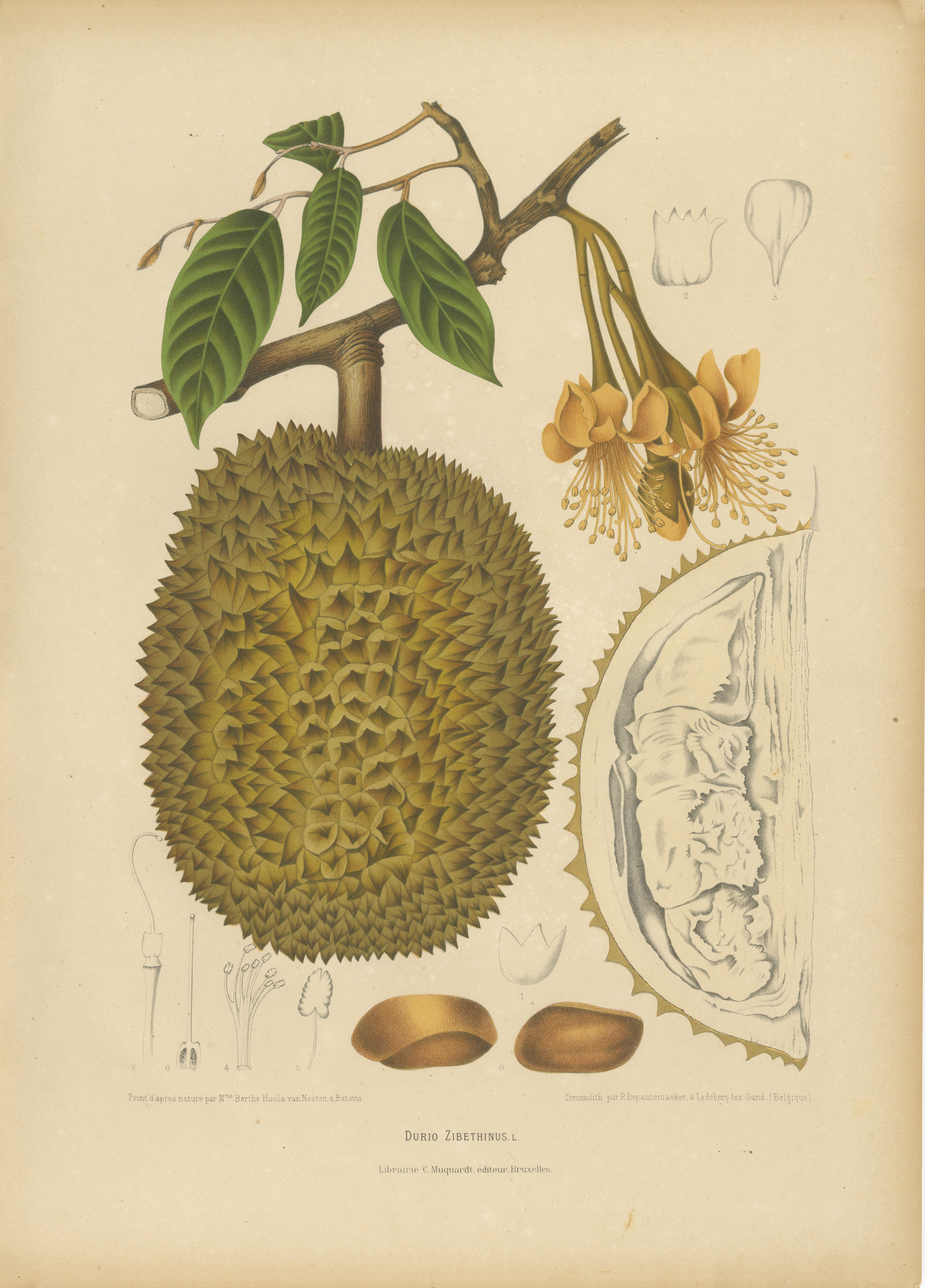Antique Durian Botanical Chromolithograph by Hoola van Nooten, c. 1880 For Sale