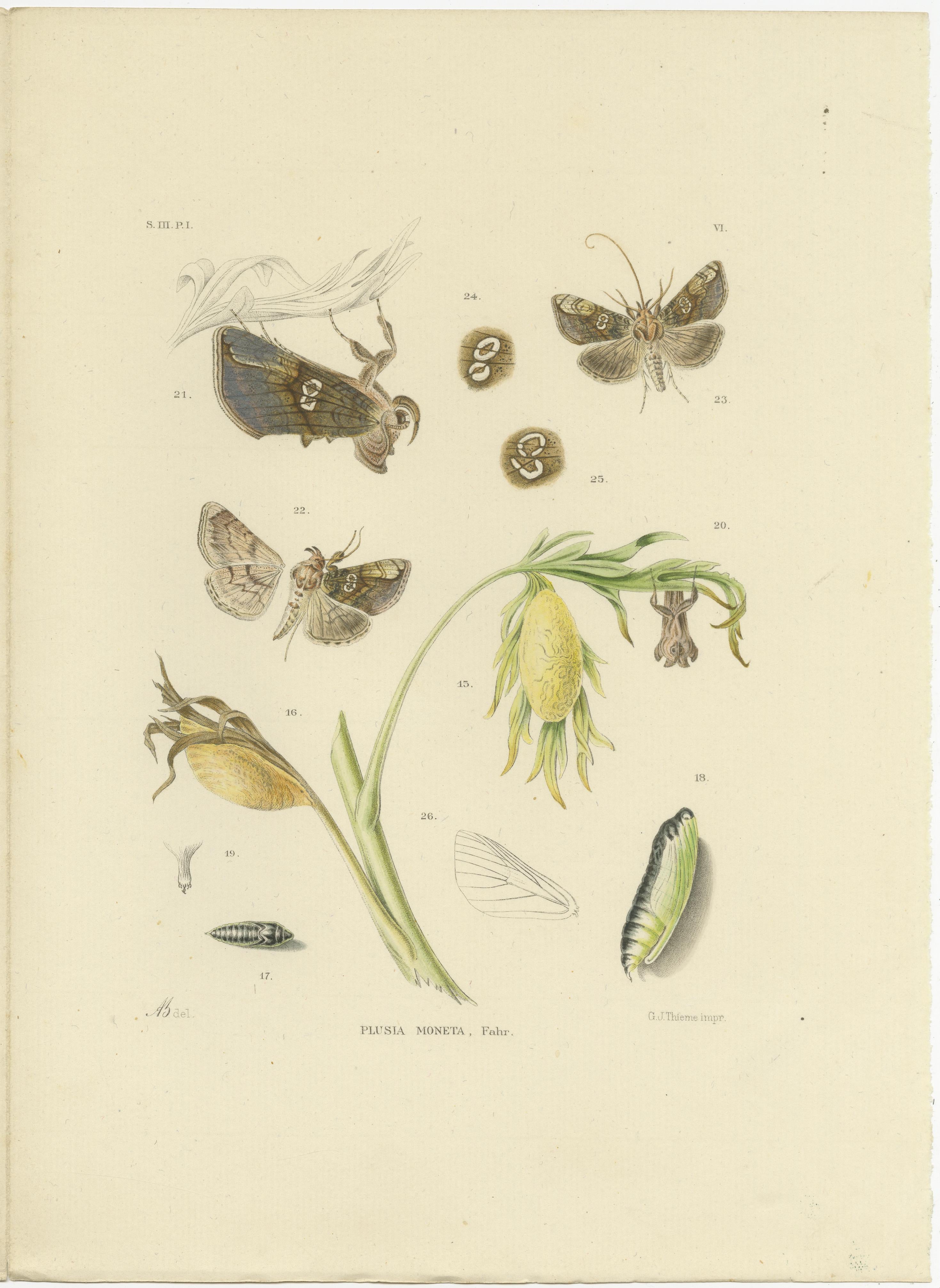 Antique Dutch Plusia Moneta Moth Diptych, Hand-Colored by Sepp & Brants, 1908