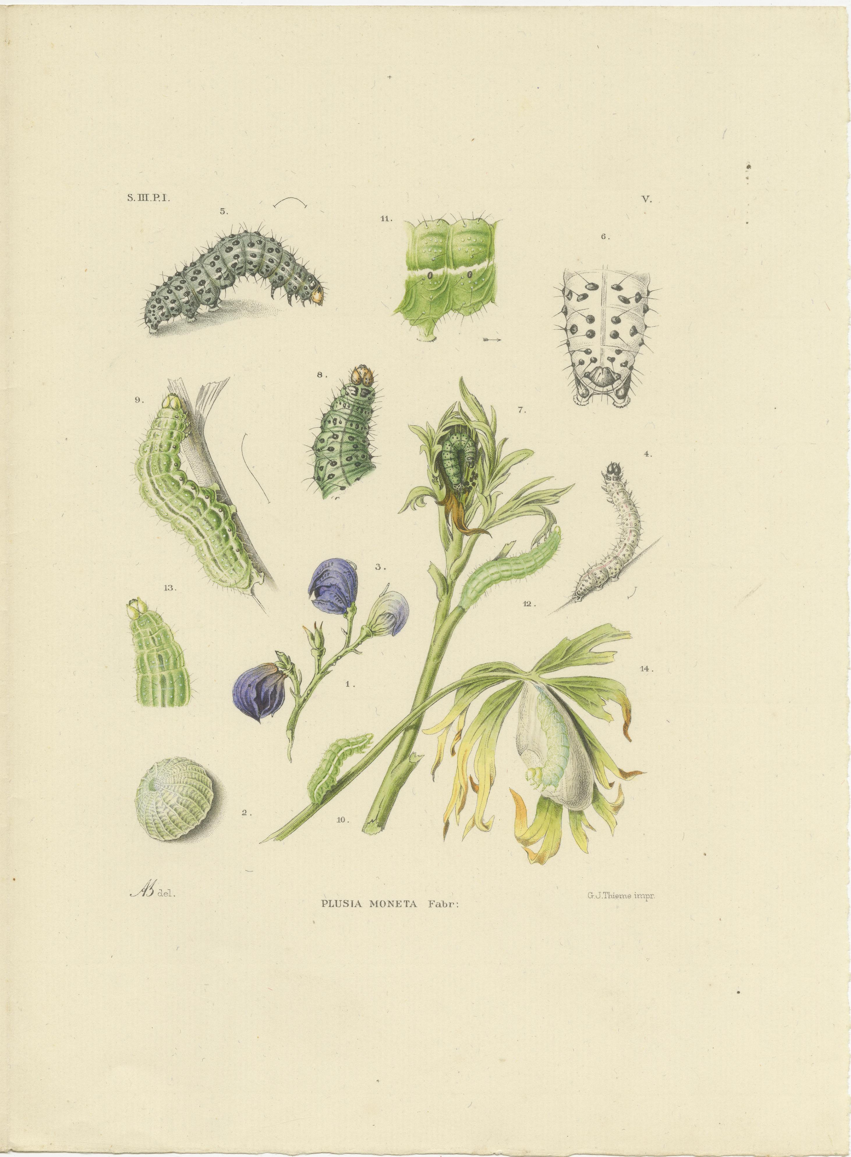 Antique Dutch Plusia Moneta Moth Diptych, Hand-Colored by Sepp & Brants, 1908