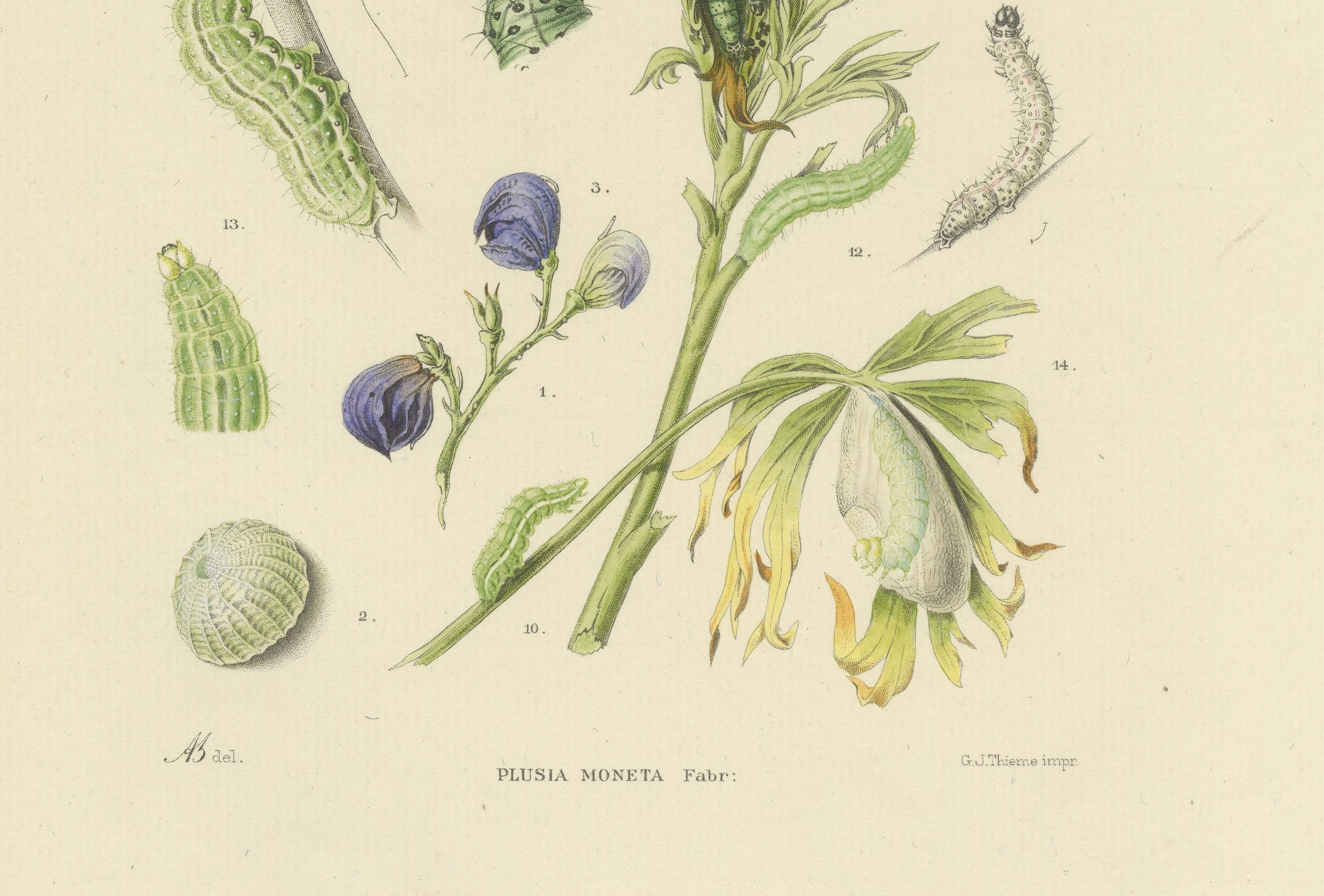 Antique Dutch Plusia Moneta Moth Diptych, Hand-Colored by Sepp & Brants, 1908