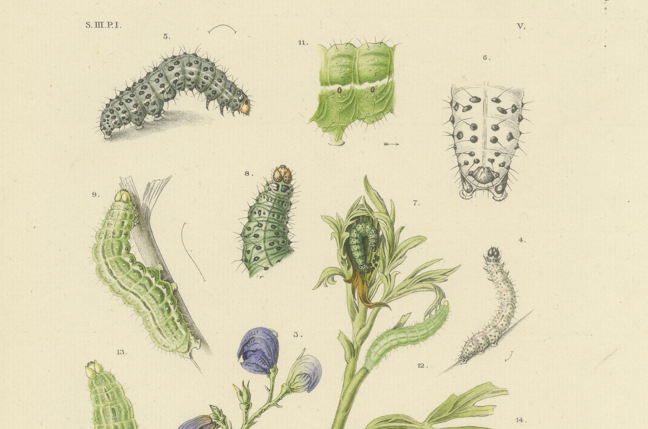 Antique Dutch Plusia Moneta Moth Diptych, Hand-Colored by Sepp & Brants, 1908