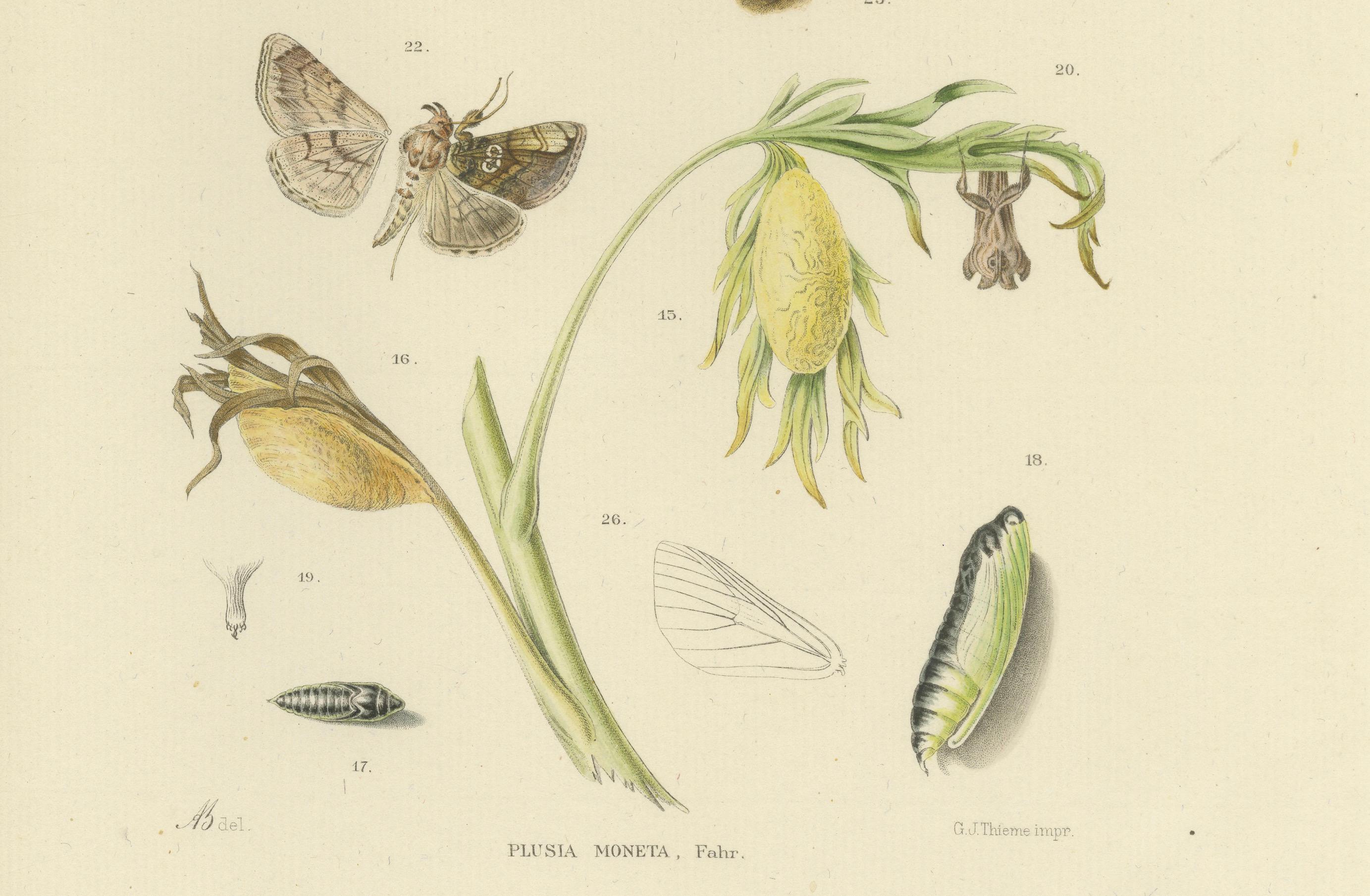 Antique Dutch Plusia Moneta Moth Diptych, Hand-Colored by Sepp & Brants, 1908