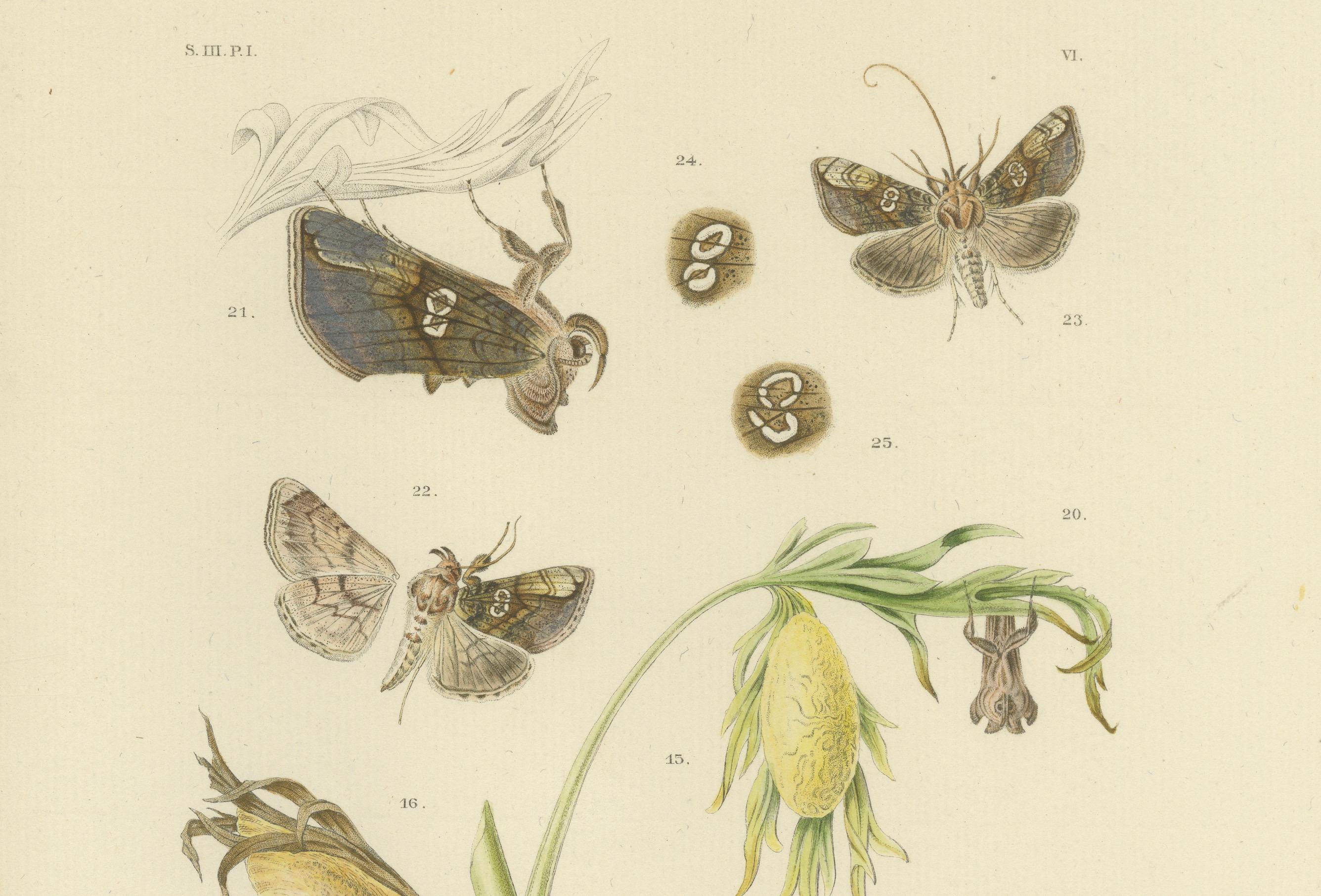 Antique Dutch Plusia Moneta Moth Diptych, Hand-Colored by Sepp & Brants, 1908