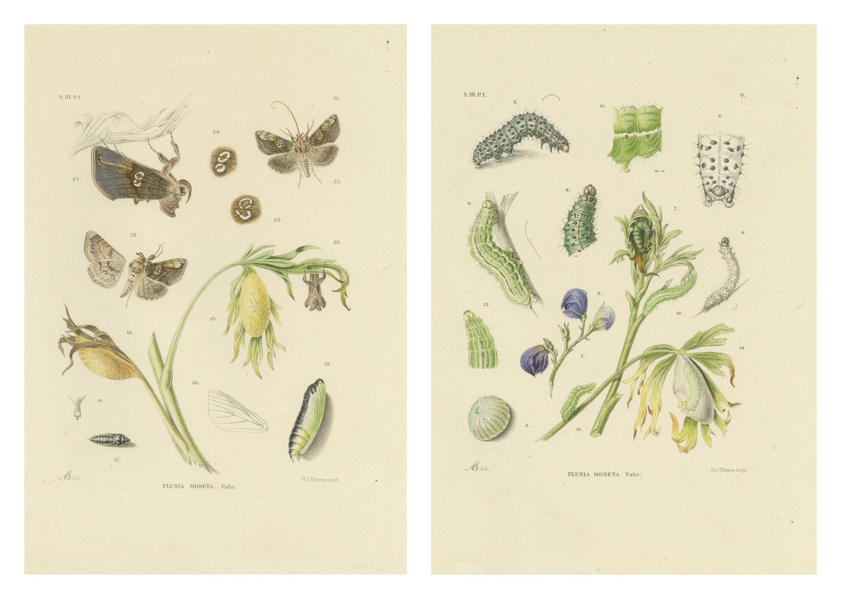 Antique Dutch Plusia Moneta Moth Diptych, Hand-Colored by Sepp & Brants, 1908