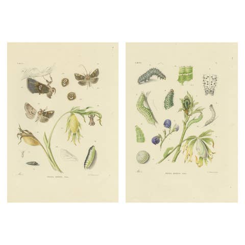 Antique Dutch Plusia Moneta Moth Diptych, Hand-Colored by Sepp & Brants, 1908
