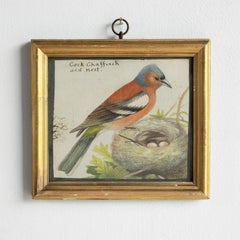 Antique Early Victorian Watercolour 'Cock Chaffinch And Nest' Original Painting