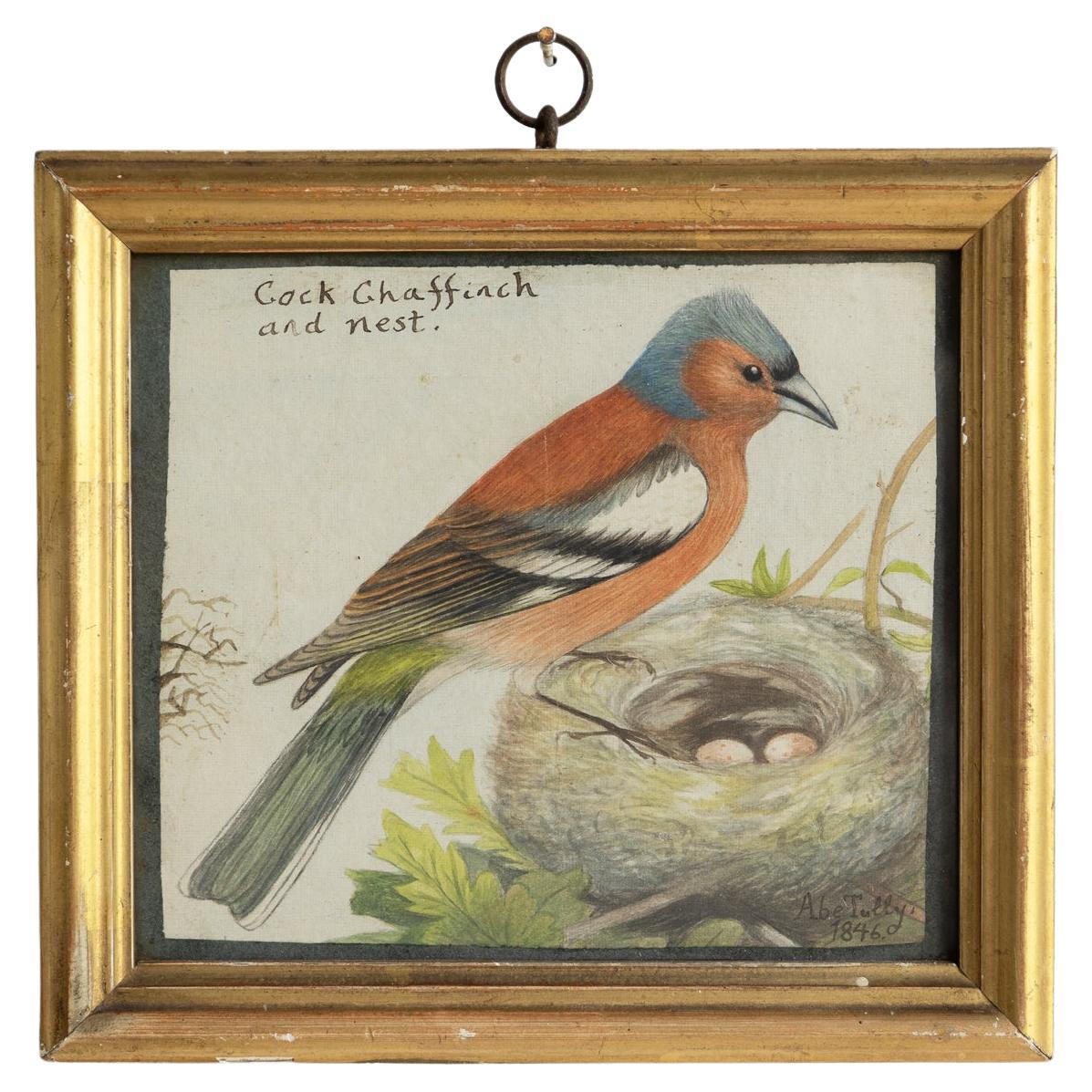 Antique Early Victorian Watercolour 'Cock Chaffinch And Nest' Original Painting