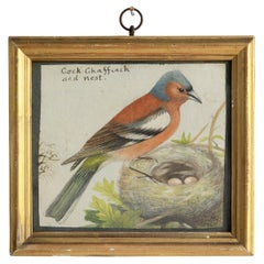Antique Early Victorian Watercolour 'Cock Chaffinch And Nest' Original Painting