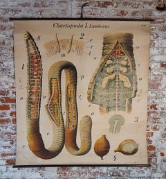 Antique Earth Worm Zoological Wall Chart