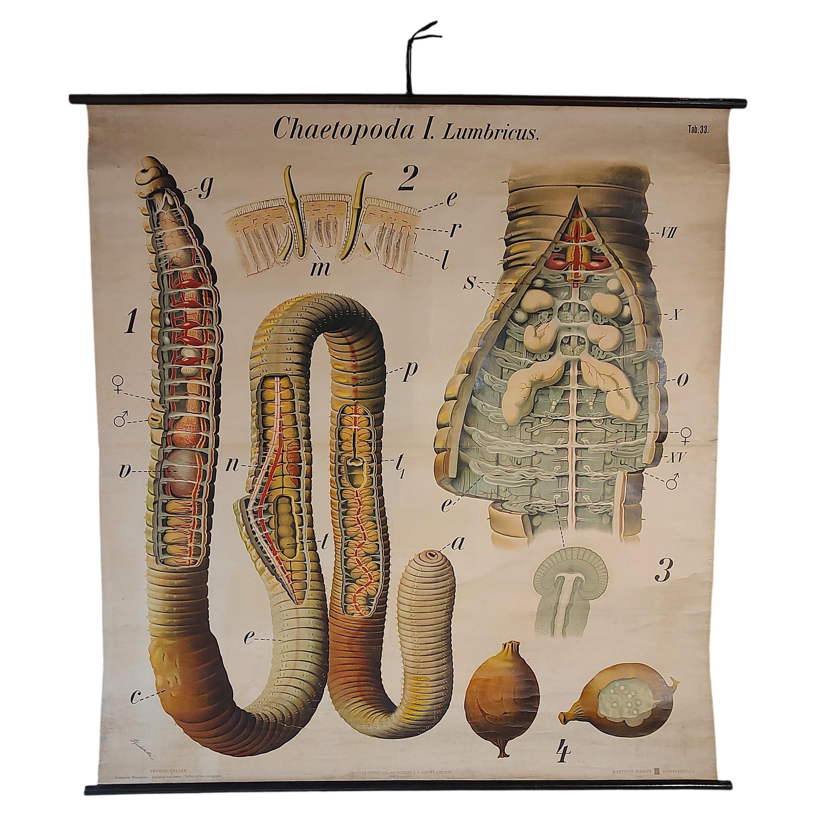 Antike Erde Wurm Zoologische Wandtafel