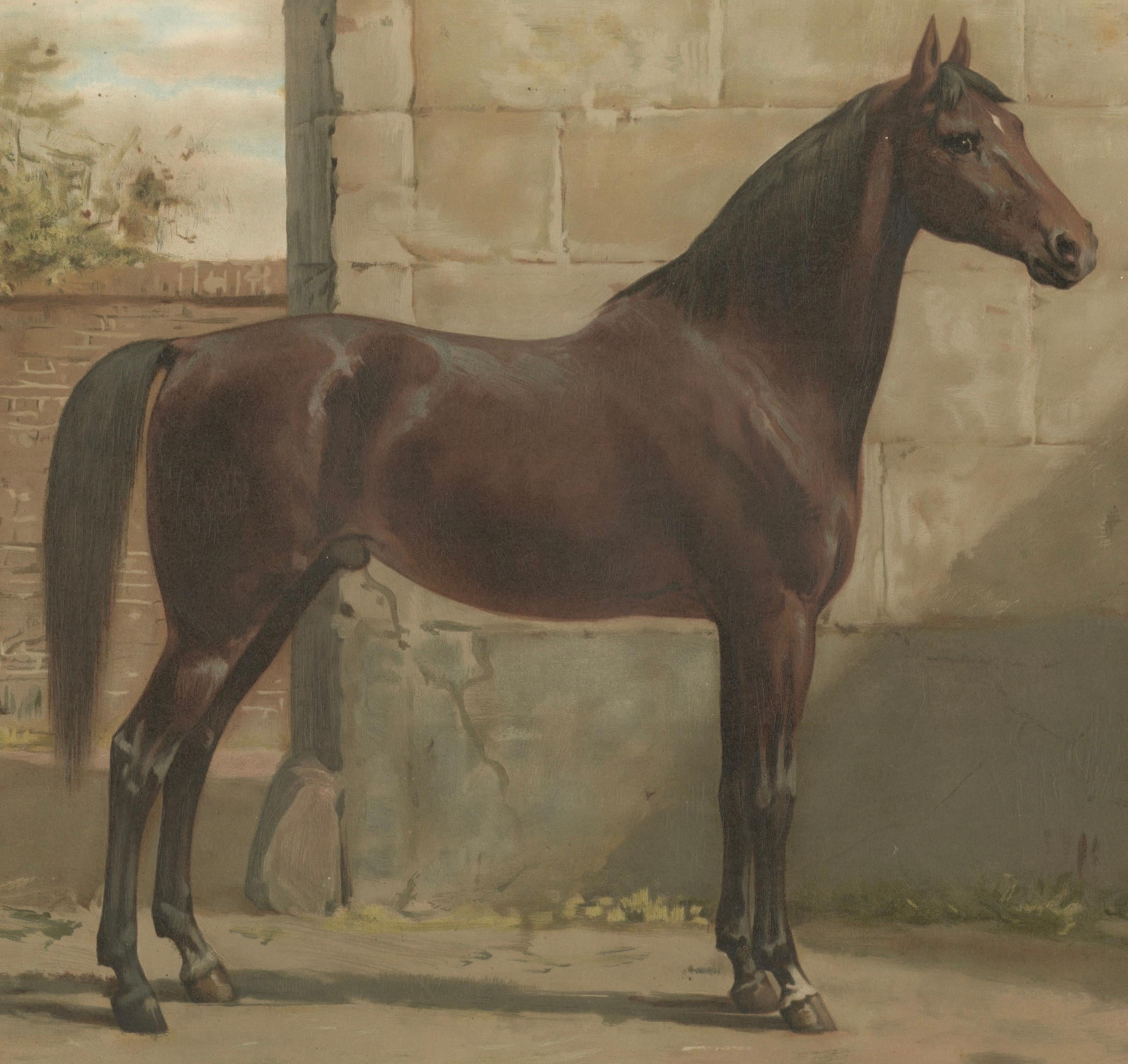 Antique East Prussian Horse Portrait 1898, Trakehner Equestrian Wall Art