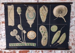 Antike pädagogische Wandtafel Nr. 29 von Jung, Koch, Quentell