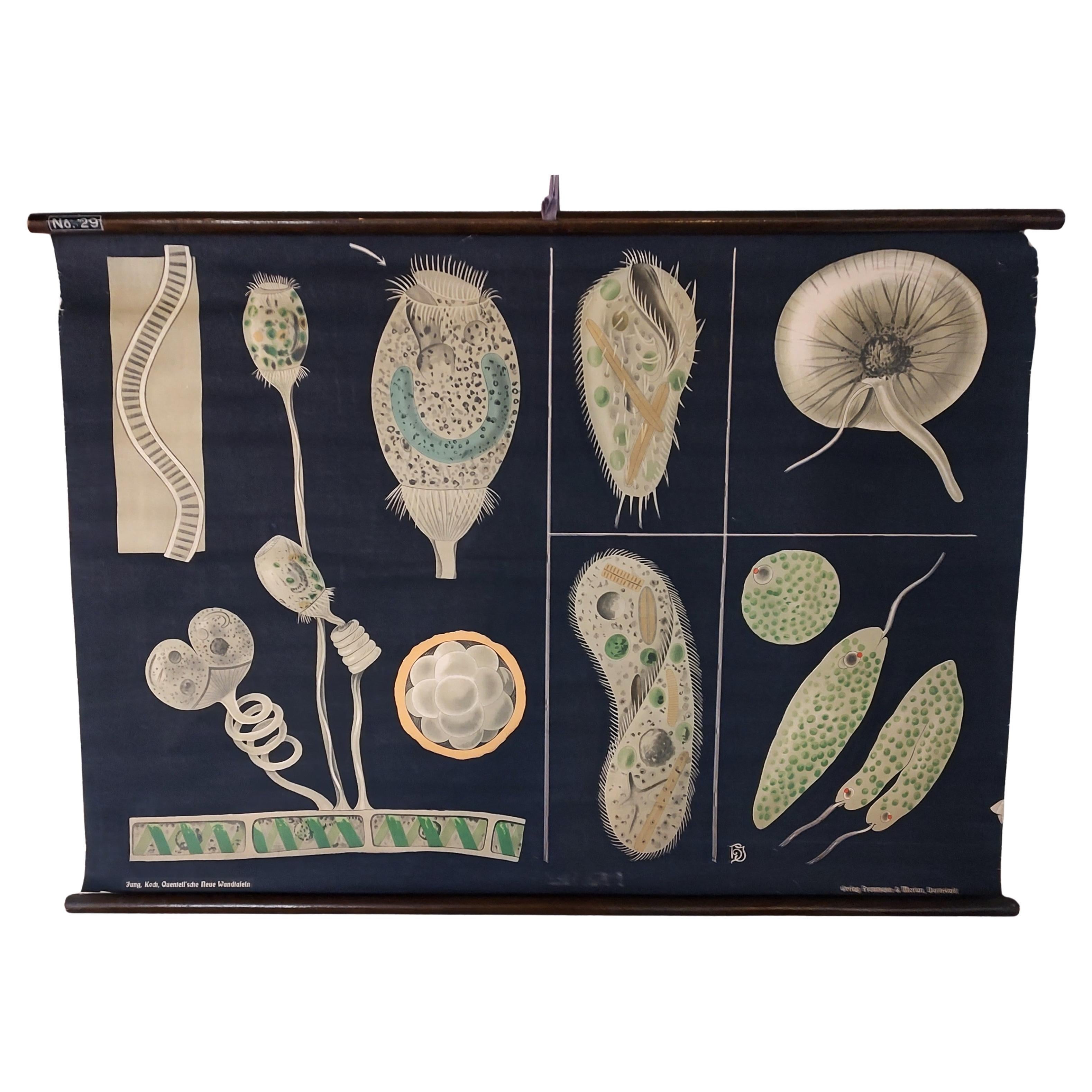 Antique Educational Wall Chart No. 29 by Jung, Koch, Quentell