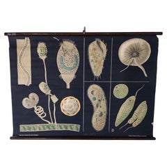 Antike pädagogische Wandtafel Nr. 29 von Jung, Koch, Quentell