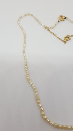 Antique Edwardian Era Seed Pearl Choker Necklace