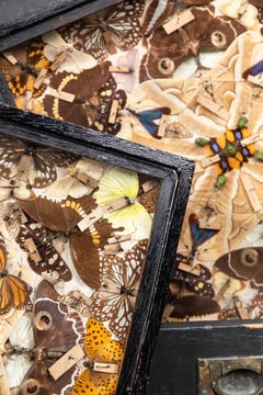 Antique Edwardian Glazed Entomology Butterfly Framed Display Cases. c.1910