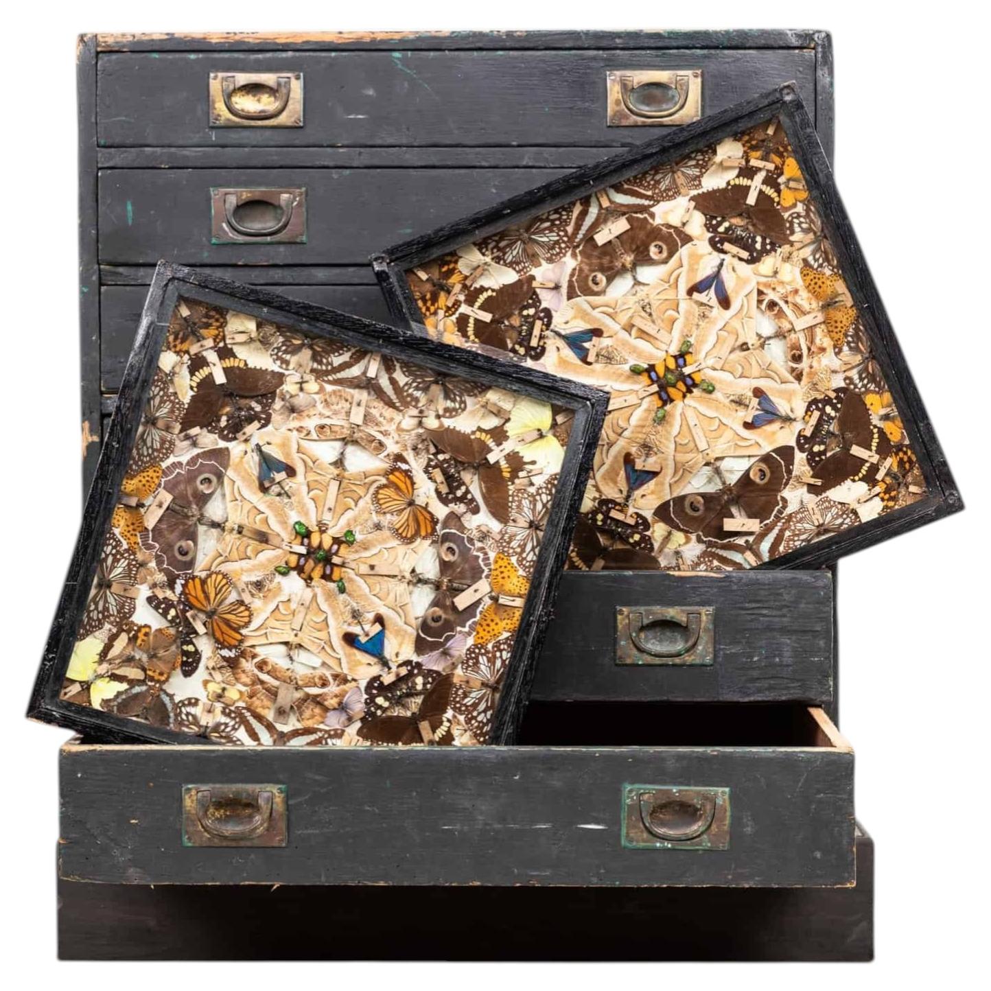 Antique Edwardian Glazed Entomology Butterfly Framed Display Cases. c.1910