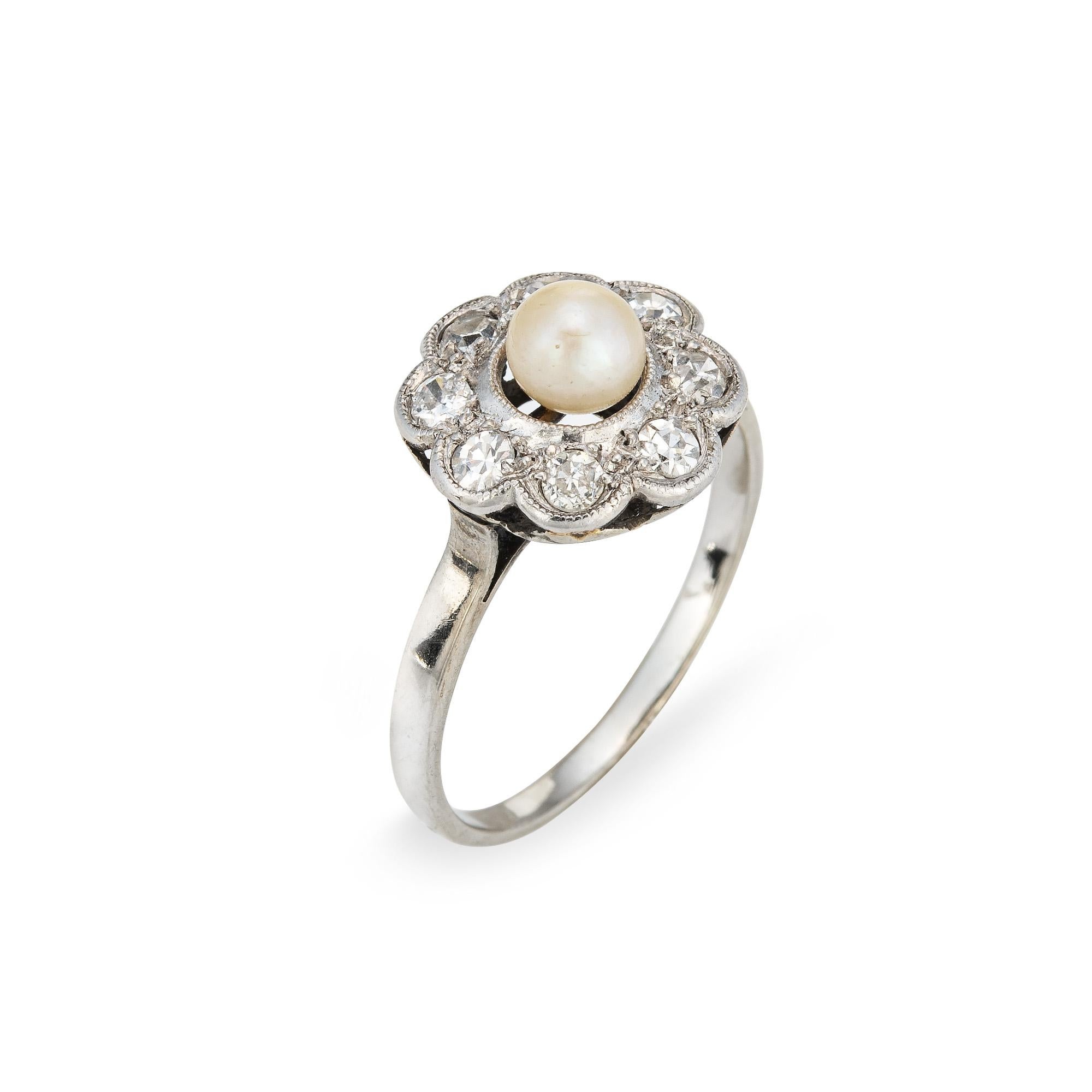 Stylish antique Edwardian pearl & diamond cluster ring crafted in platinum topped 18k white gold (circa 1900s to 1910s).
One center set pearl measures 5mm, accented with eight estimated 0.06 carat old single cut diamonds. The total diamond weight is