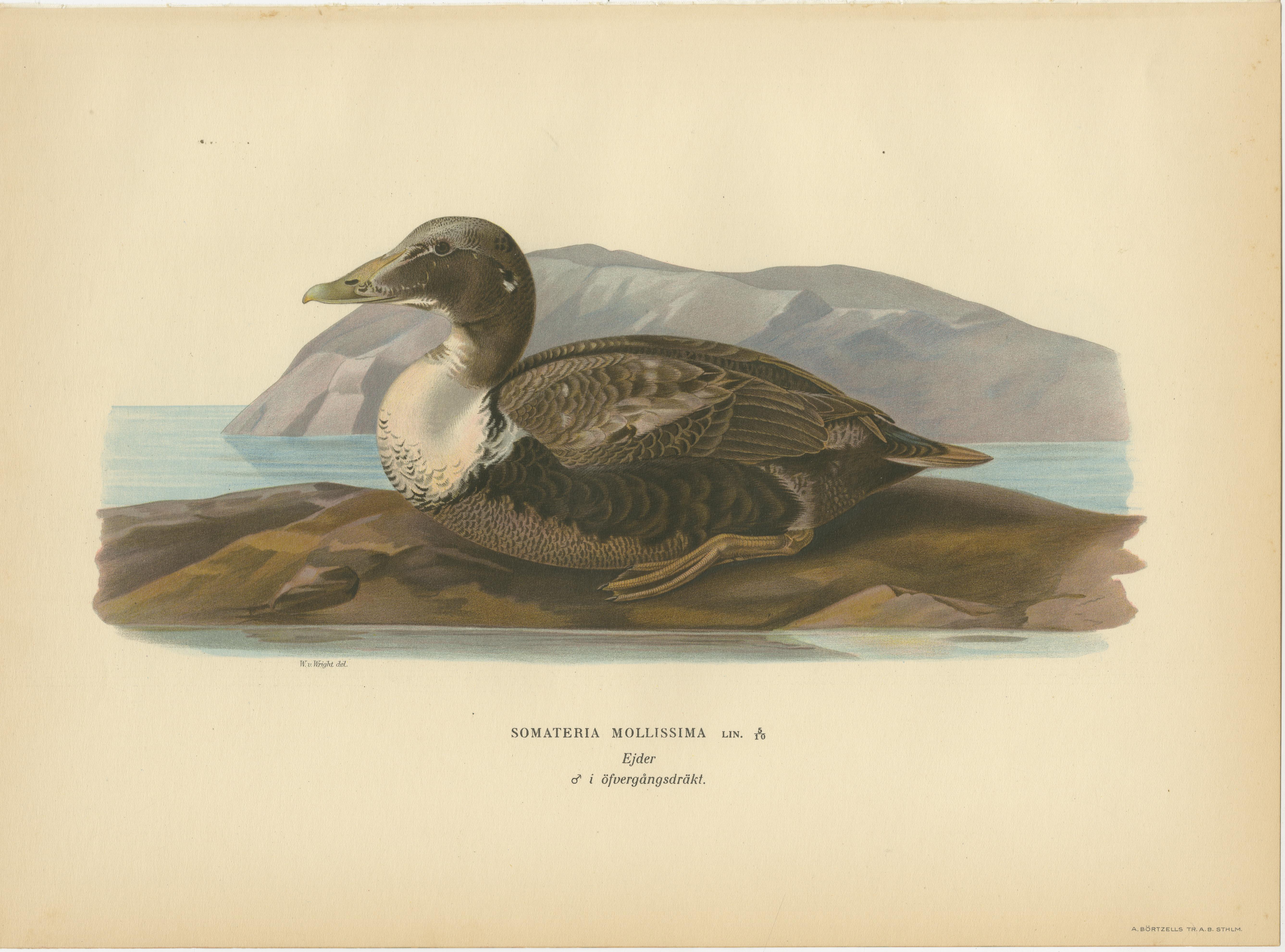 Antique Eider Duck Lithographs Set of 4, Somateria mollissima, Sweden 1929
